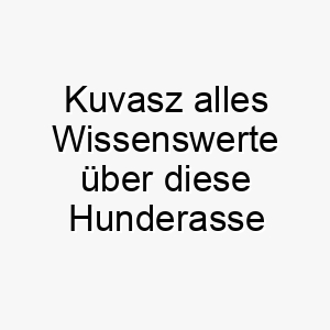 kuvasz alles wissenswerte ueber diese hunderasse 28801