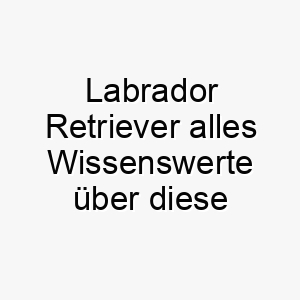 labrador retriever alles wissenswerte ueber diese hunderasse 28802