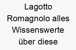 lagotto romagnolo alles wissenswerte ueber diese hunderasse 28803