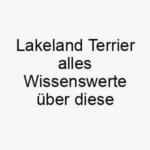 lakeland terrier alles wissenswerte ueber diese hunderasse 28804