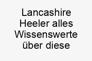 lancashire heeler alles wissenswerte ueber diese hunderasse 28805