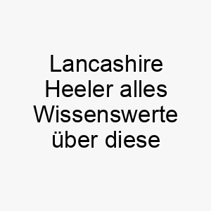 lancashire heeler alles wissenswerte ueber diese hunderasse 28805