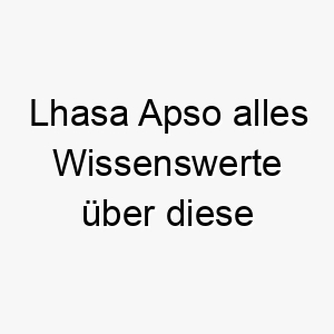 lhasa apso alles wissenswerte ueber diese hunderasse 28809