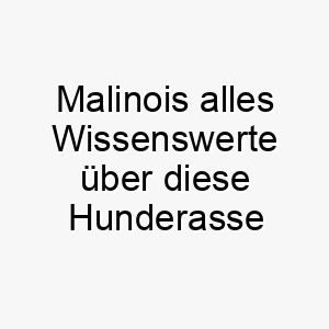 malinois alles wissenswerte ueber diese hunderasse 28811