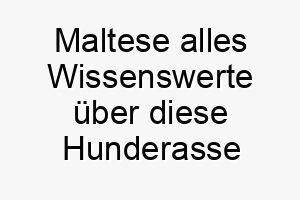 maltese alles wissenswerte ueber diese hunderasse 28812