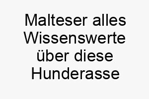 malteser alles wissenswerte ueber diese hunderasse 28813