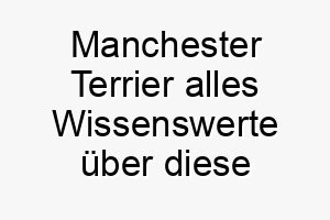 manchester terrier alles wissenswerte ueber diese hunderasse 28814