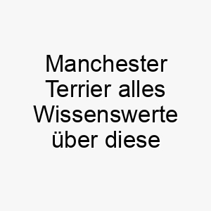 manchester terrier alles wissenswerte ueber diese hunderasse 28814