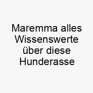 maremma alles wissenswerte ueber diese hunderasse 28815