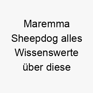 maremma sheepdog alles wissenswerte ueber diese hunderasse 28816