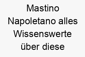 mastino napoletano alles wissenswerte ueber diese hunderasse 28819