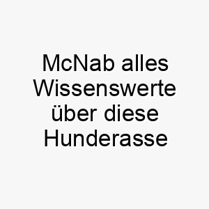 mcnab alles wissenswerte ueber diese hunderasse 28820