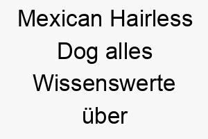 mexican hairless dog alles wissenswerte ueber diese hunderasse 28821