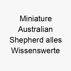 miniature australian shepherd alles wissenswerte ueber diese hunderasse 28823