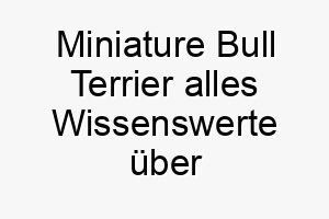 miniature bull terrier alles wissenswerte ueber diese hunderasse 28824