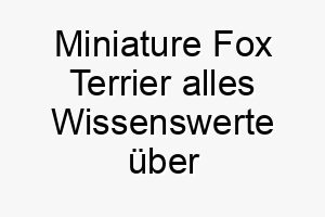 miniature fox terrier alles wissenswerte ueber diese hunderasse 28825