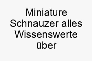 miniature schnauzer alles wissenswerte ueber diese hunderasse 28828