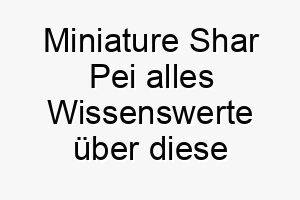 miniature shar pei alles wissenswerte ueber diese hunderasse 28829