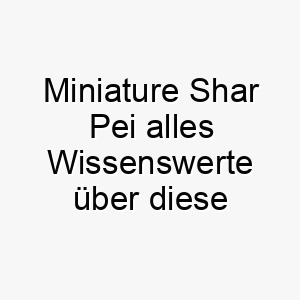 miniature shar pei alles wissenswerte ueber diese hunderasse 28829