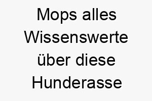 mops alles wissenswerte ueber diese hunderasse 28831