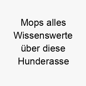 mops alles wissenswerte ueber diese hunderasse 28831