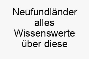 neufundlaender alles wissenswerte ueber diese hunderasse 28834