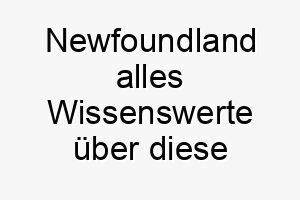 newfoundland alles wissenswerte ueber diese hunderasse 28835