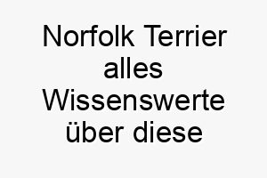 norfolk terrier alles wissenswerte ueber diese hunderasse 28836