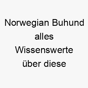 norwegian buhund alles wissenswerte ueber diese hunderasse 28838