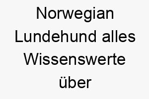 norwegian lundehund alles wissenswerte ueber diese hunderasse 28840