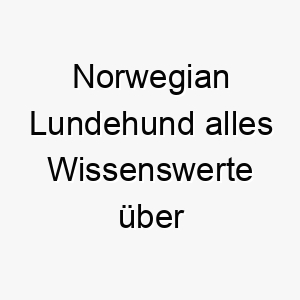 norwegian lundehund alles wissenswerte ueber diese hunderasse 28840