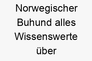 norwegischer buhund alles wissenswerte ueber diese hunderasse 28841