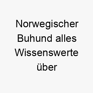 norwegischer buhund alles wissenswerte ueber diese hunderasse 28841