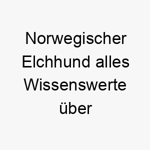 norwegischer elchhund alles wissenswerte ueber diese hunderasse 28842