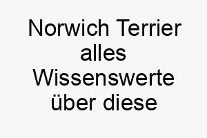 norwich terrier alles wissenswerte ueber diese hunderasse 28844