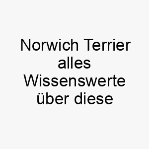 norwich terrier alles wissenswerte ueber diese hunderasse 28844