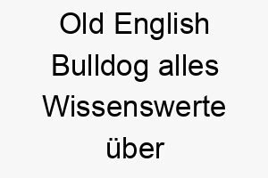 old english bulldog alles wissenswerte ueber diese hunderasse 28846