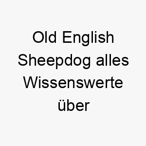 old english sheepdog alles wissenswerte ueber diese hunderasse 28847