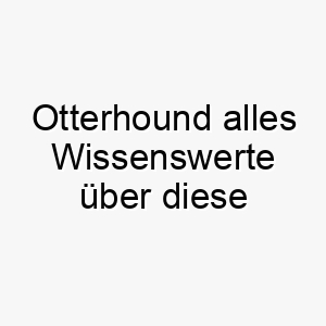 otterhound alles wissenswerte ueber diese hunderasse 28848