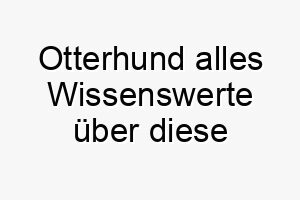 otterhund alles wissenswerte ueber diese hunderasse 28849