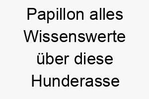 papillon alles wissenswerte ueber diese hunderasse 28850