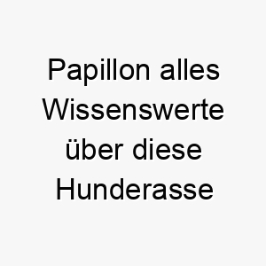 papillon alles wissenswerte ueber diese hunderasse 28850