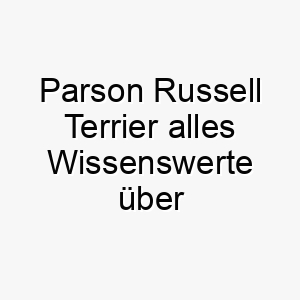 parson russell terrier alles wissenswerte ueber diese hunderasse 28851