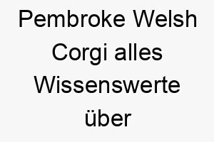 pembroke welsh corgi alles wissenswerte ueber diese hunderasse 28853