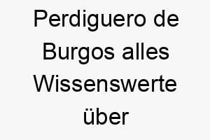 perdiguero de burgos alles wissenswerte ueber diese hunderasse 28854