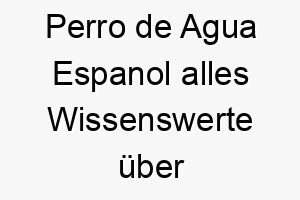 perro de agua espanol alles wissenswerte ueber diese hunderasse 28855