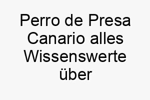 perro de presa canario alles wissenswerte ueber diese hunderasse 28856