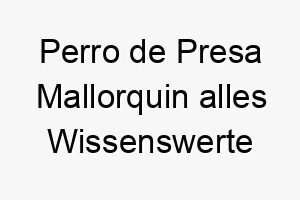 perro de presa mallorquin alles wissenswerte ueber diese hunderasse 28857