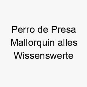 perro de presa mallorquin alles wissenswerte ueber diese hunderasse 28857