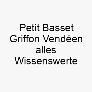 petit basset griffon vendeen alles wissenswerte ueber diese hunderasse 28859